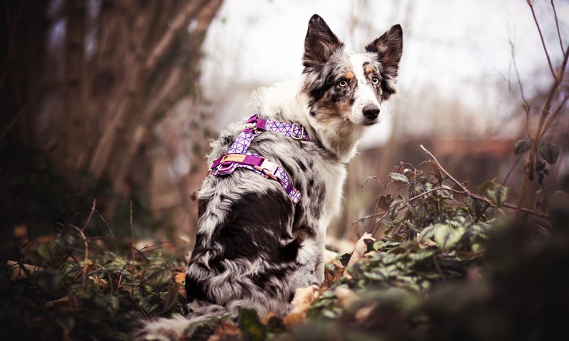 Frankenpfote Aussie-blue-merle-Geschirr-lila-800