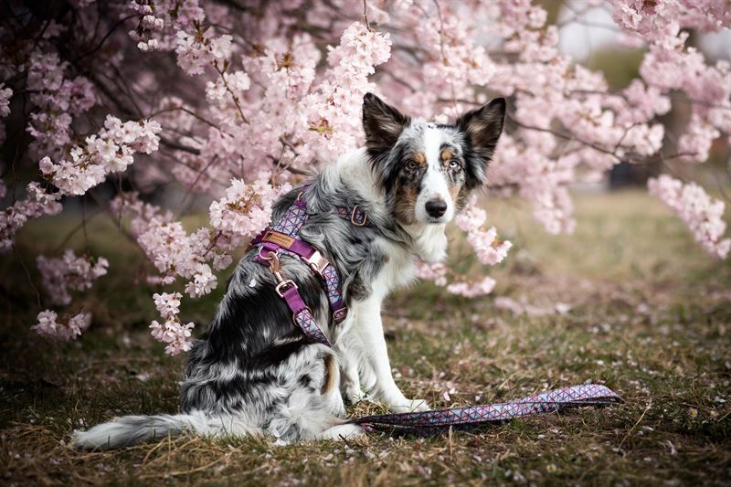 Frankenpfote Aussie Fay Blüten Blue Merle (2)