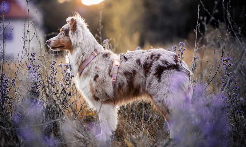 Frankenpfote-Aussie-Red-Merle-Lila-800