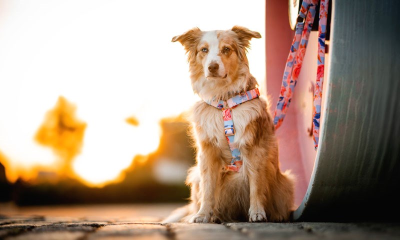 Frankenpfote-Aussie-orange-red-merle-800