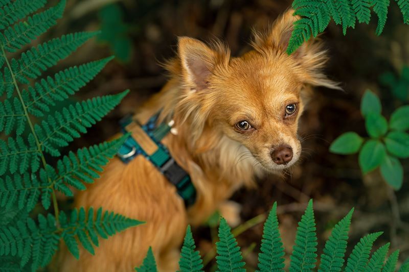 Frankenpfote Chihuahua Hundegeschirr (2)