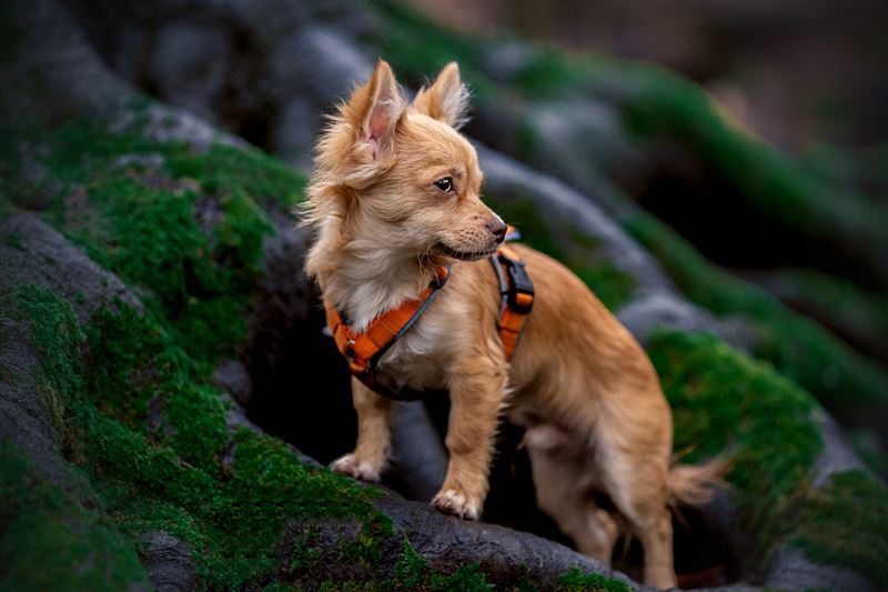 Frankenpfote Chihuahua Hundegeschirr (3)