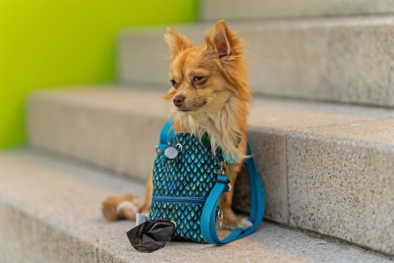 Frankenpfote Chihuahua LeckerchenbeutelHundegeschirr (1)