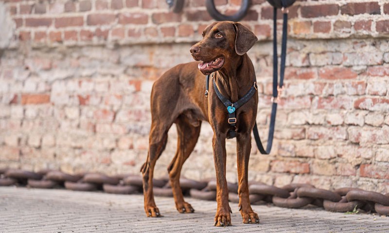 Frankenpfote-Doberman-schwarz-Geschirr800