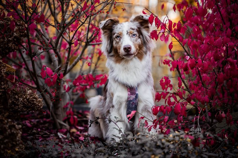 Frankenpfote FraLuxe Light Hundebild Aussie Red Merle Amy