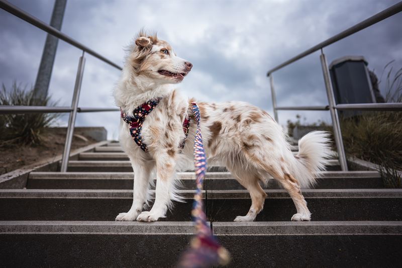 Frankenpfote FraLuxe Light Hundebild Aussie Red Merle Bailey 2