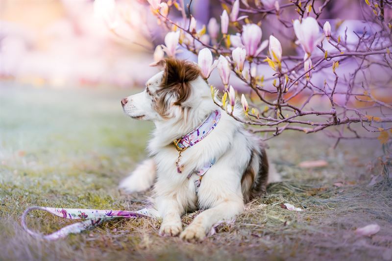 Frankenpfote Geschirr FraLuxe Bonnie Aussie