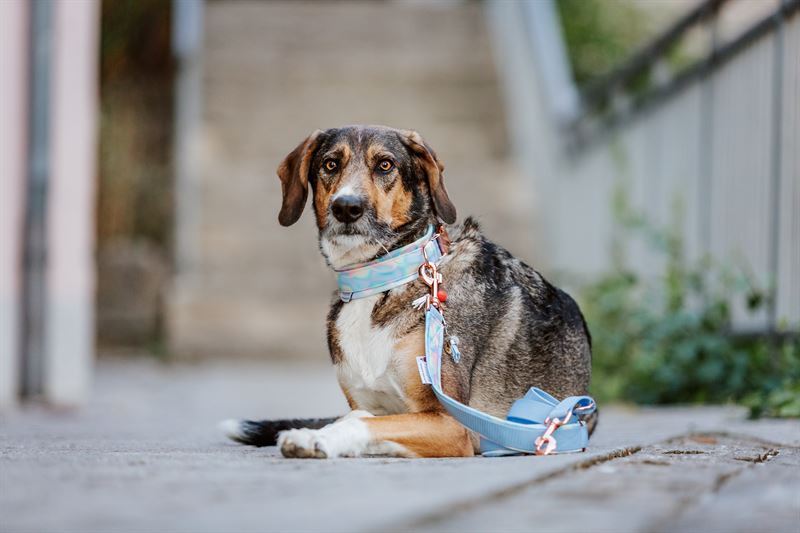 Frankenpfote Hund Rina Leine Halsband