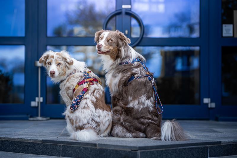 Frankenpfote Pawenger Aussie Spiderman Wonderwoman