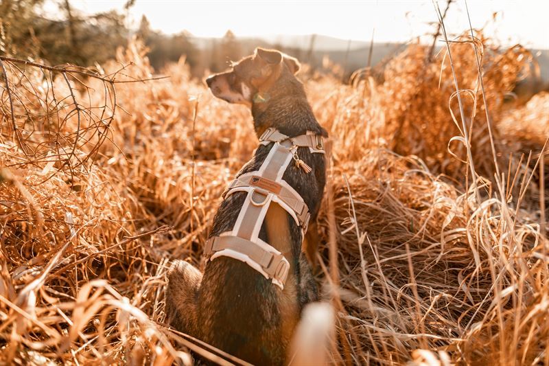 Frankenpfote Sicherheitsgeschirr Feld Hund