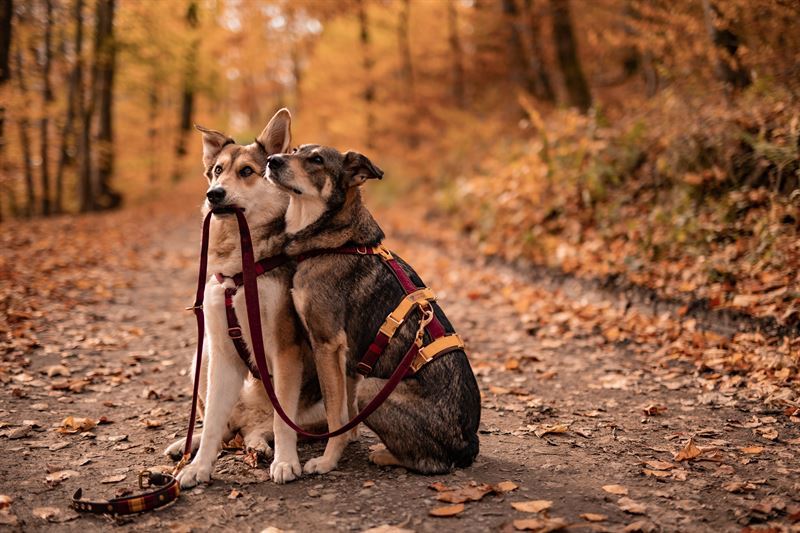 Frankenpfote Sicherheitsgeschirr Freunde Hunde