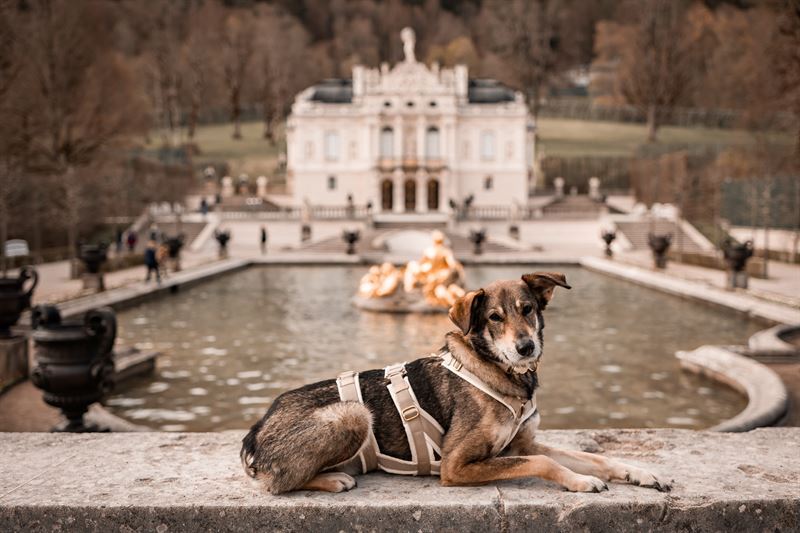Frankenpfote Sicherheitsgeschirr Schloss Hund