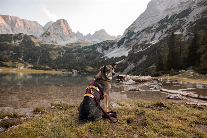 Frankenpfote Sicherheitsgeschirr See Berge Hund