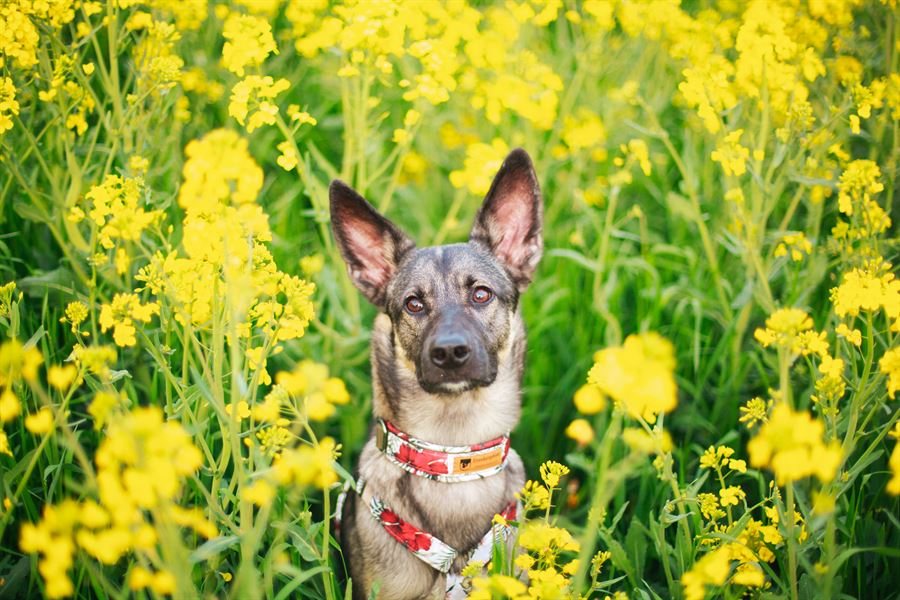 Frankenpfote Sommerkollektion Geschirr Halsband rote Blumen Hisbiskus (1)