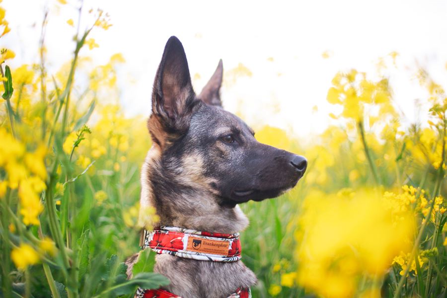 Frankenpfote Sommerkollektion Geschirr Halsband rote Blumen Hisbiskus (1)