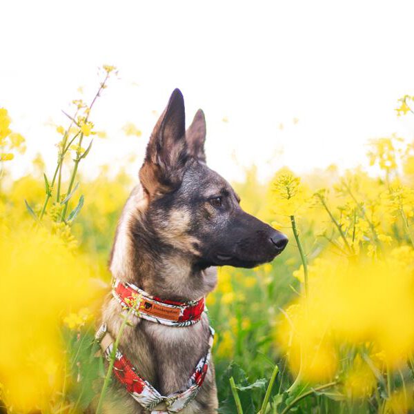 Frankenpfote Sommerkollektion Geschirr Halsband rote Blumen Hisbiskus (1)