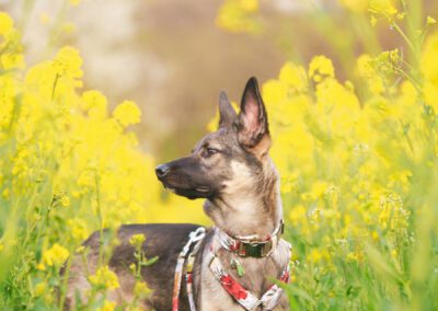 Frankenpfote Sommerkollektion Geschirr Halsband rote Blumen Hisbiskus (1)