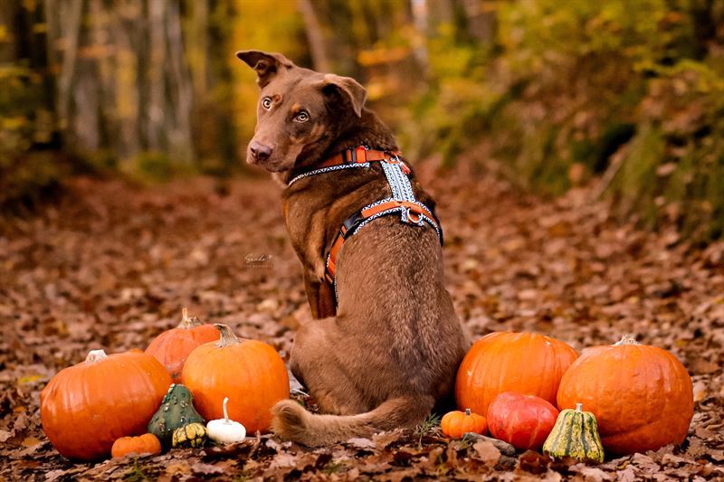 Frankenpfote Standard Geschirr Dobermann Herbst