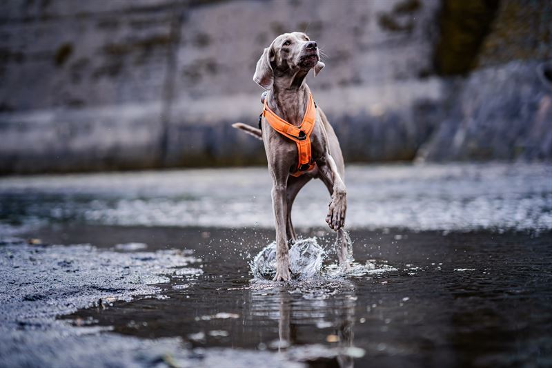 Frankenpfote Weimaraner Blau Grau (1)