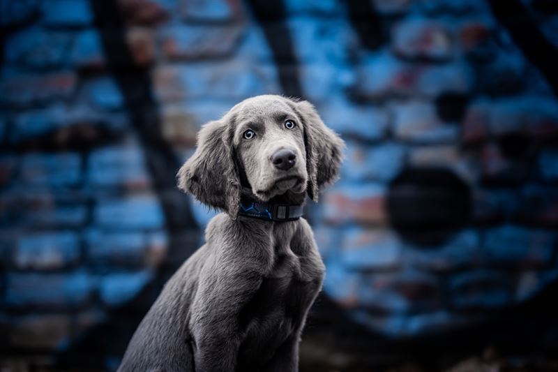 Frankenpfote Weimaraner Blau Grau (2)