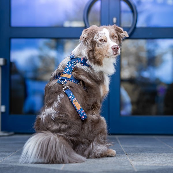 Kaito-Pawenger-600-x-600-blau-aussie