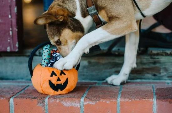 Frankenpfote PLAY Hundespielzeug Quietscher Pumpkin1