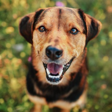 Frankenpfote Mister Miller Hund lachen