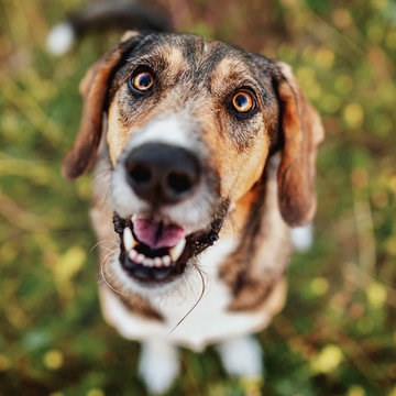 Frankenpfote Rina Hund lachen