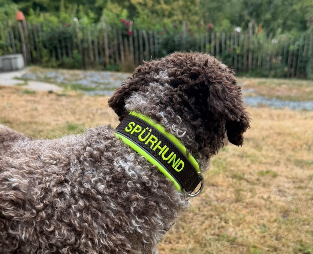 Spürhund Uschi Frankenpfote Sommerkollektion Aussie (3)