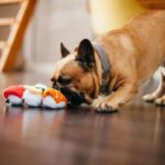 Frankenpfote PLAY Hundespielzeug Quietscher Sushi