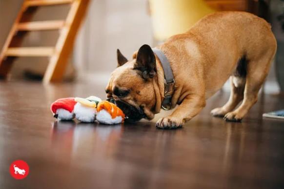 Frankenpfote PLAY Hundespielzeug Quietscher Sushi