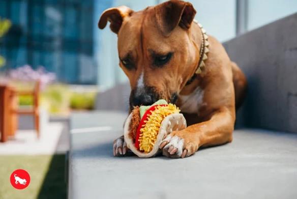 Frankenpfote PLAY Hundespielzeug Quietscher Tacco